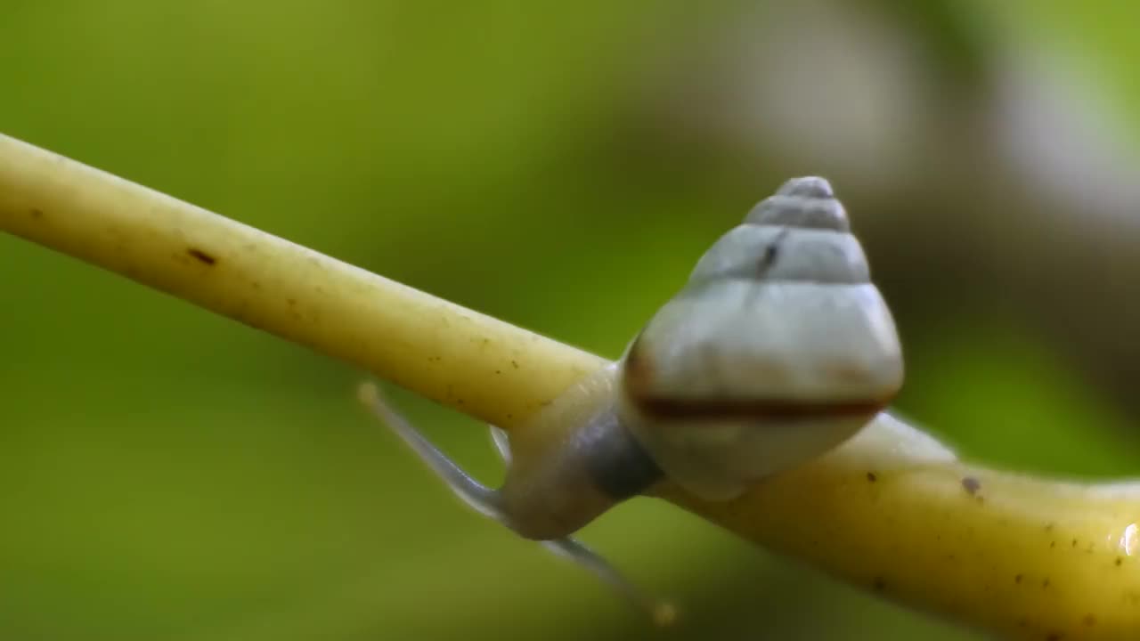 一只小蜗牛在植物的树枝上爬行视频素材