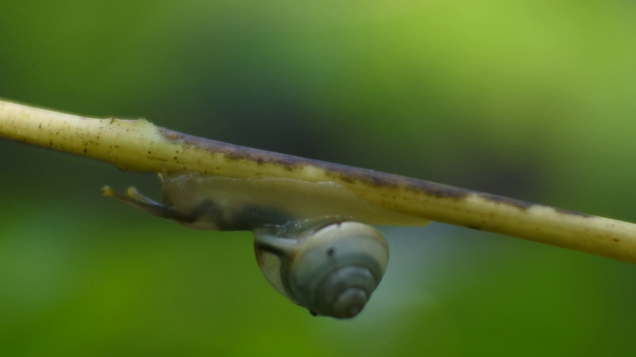 一只小蜗牛在植物的树枝上爬行视频素材