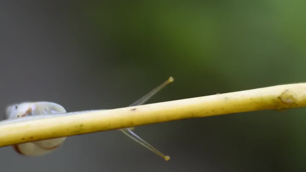 一只小蜗牛在植物的树枝上爬行视频素材