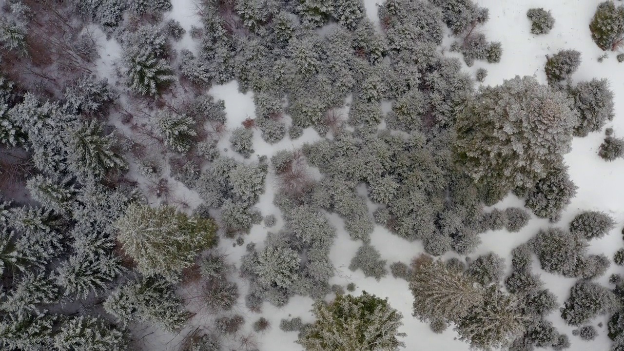 罗马尼亚山区的树木在雪季视频素材