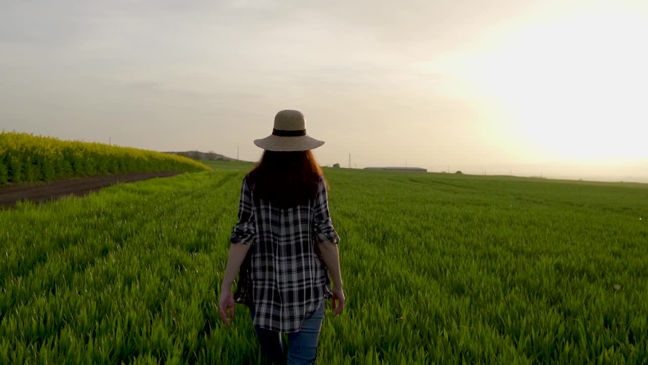 夕阳下的玉米田。一个戴着草帽的女人在夕阳下走过一片玉米地视频素材