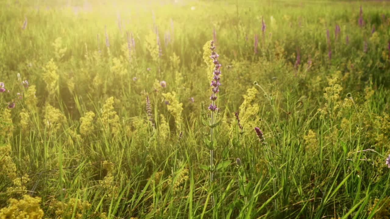 在夏天的时候，田野里有草本植物和野花。视频素材