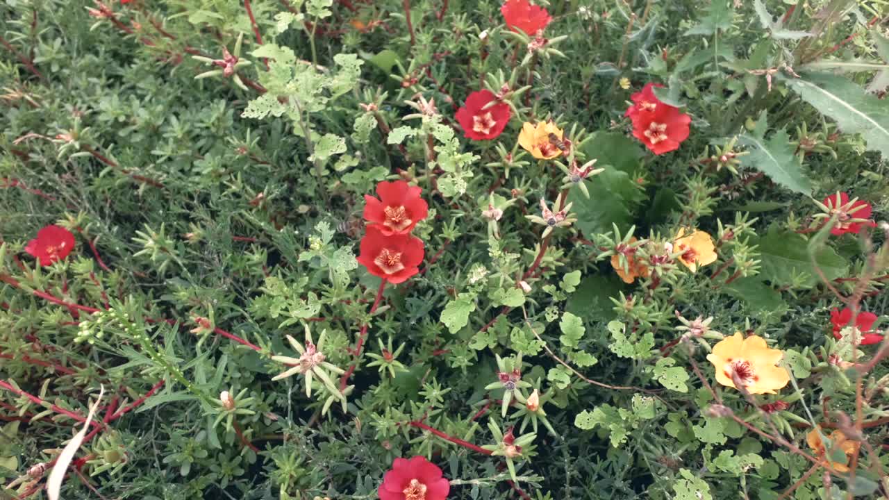 夏天草坪上花上的昆虫。视频素材