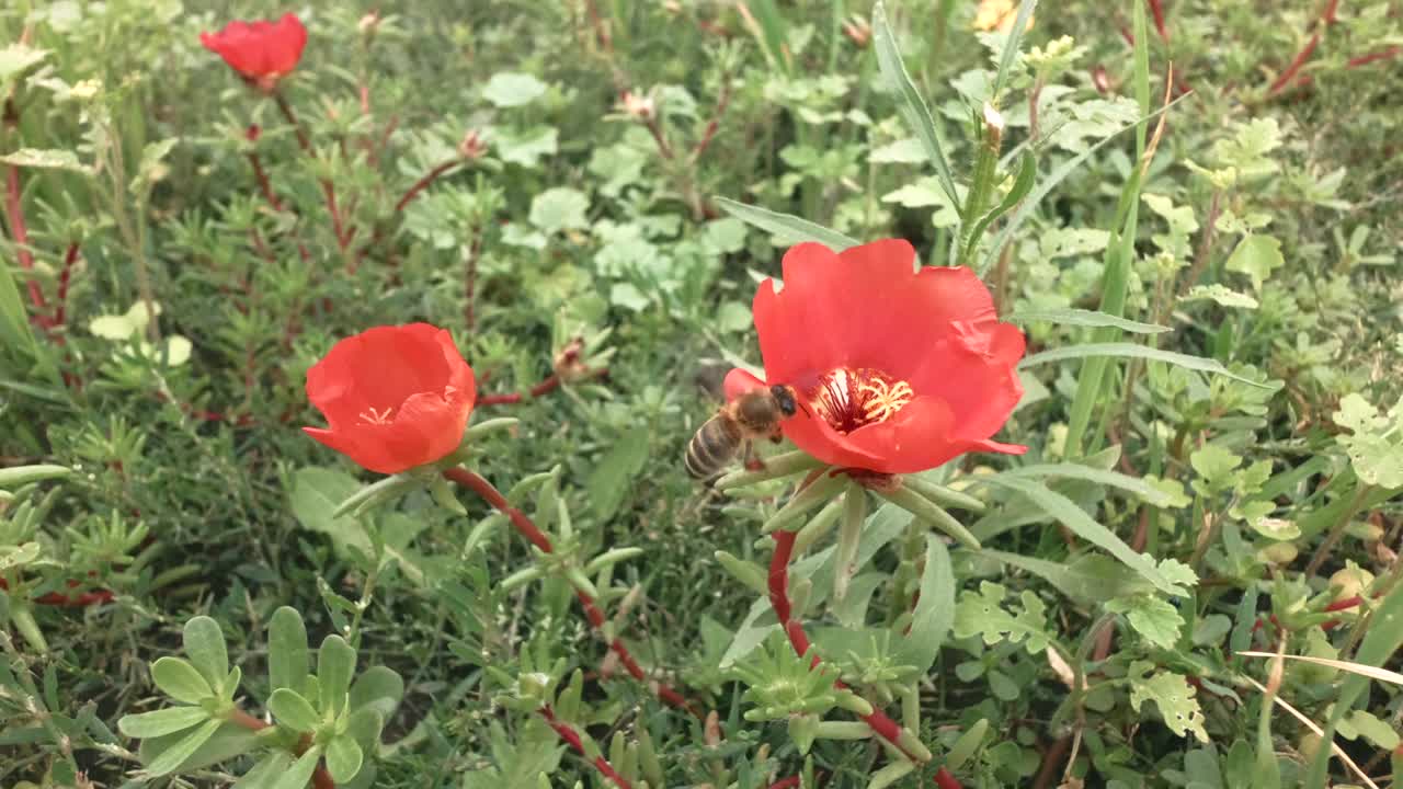 绿色的春天草坪，蜜蜂和鲜花。视频素材