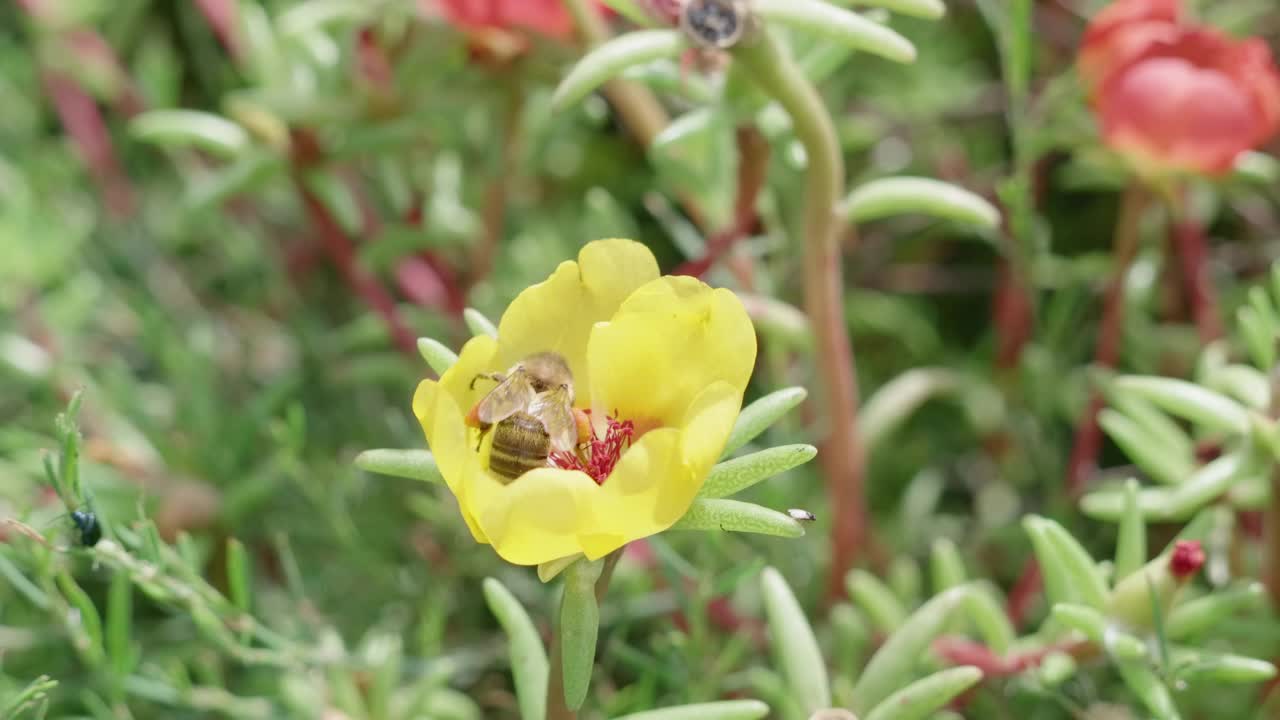 夏天草坪上花上的昆虫。视频素材