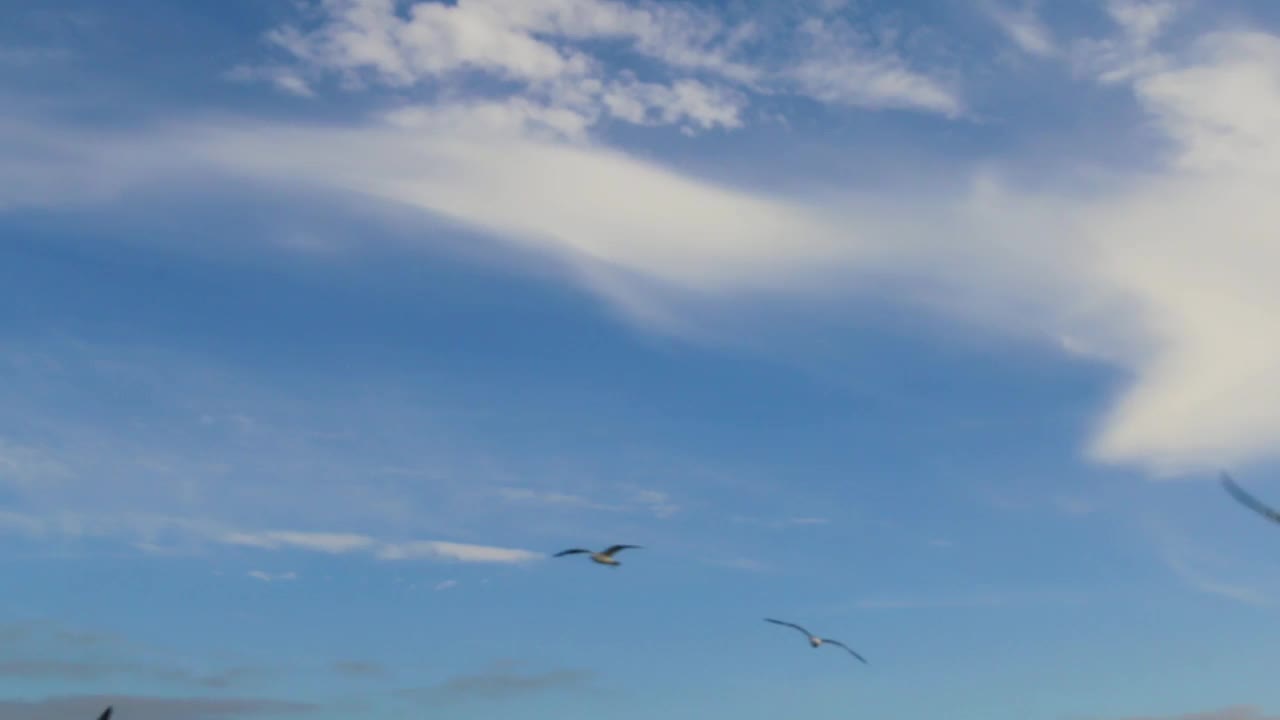 海鸥飞视频素材