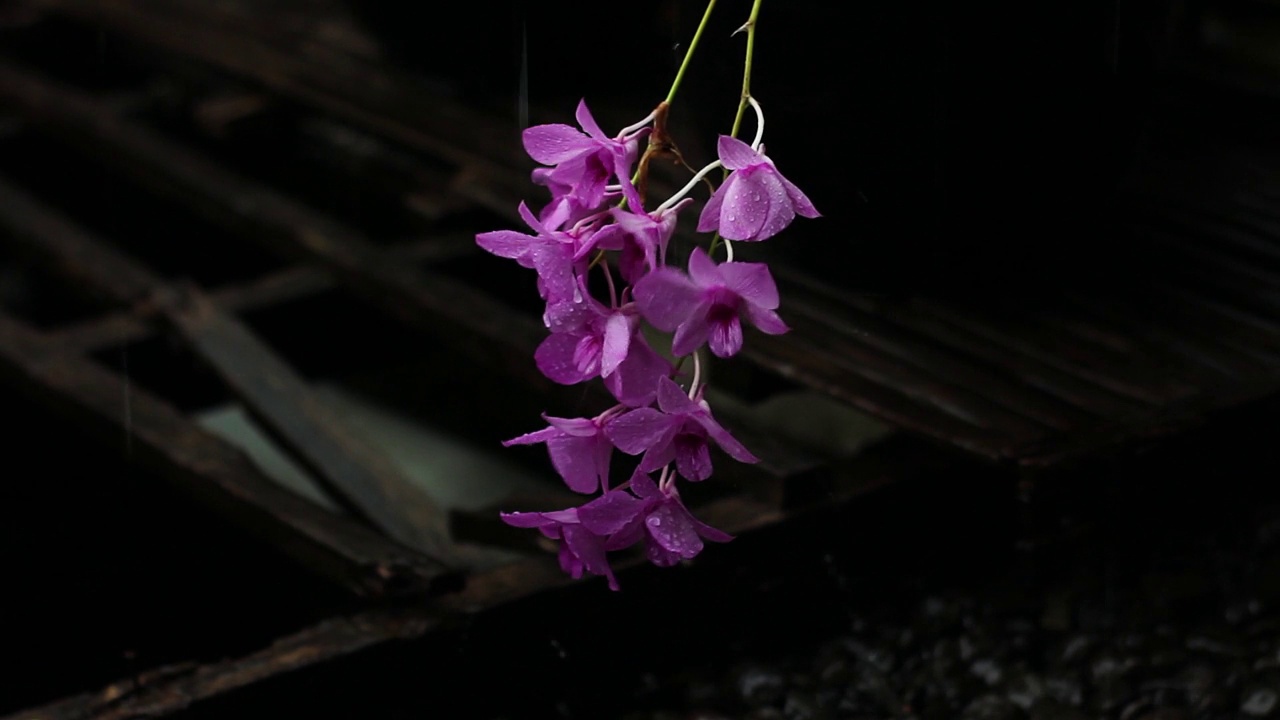 紫色兰花的花视频素材