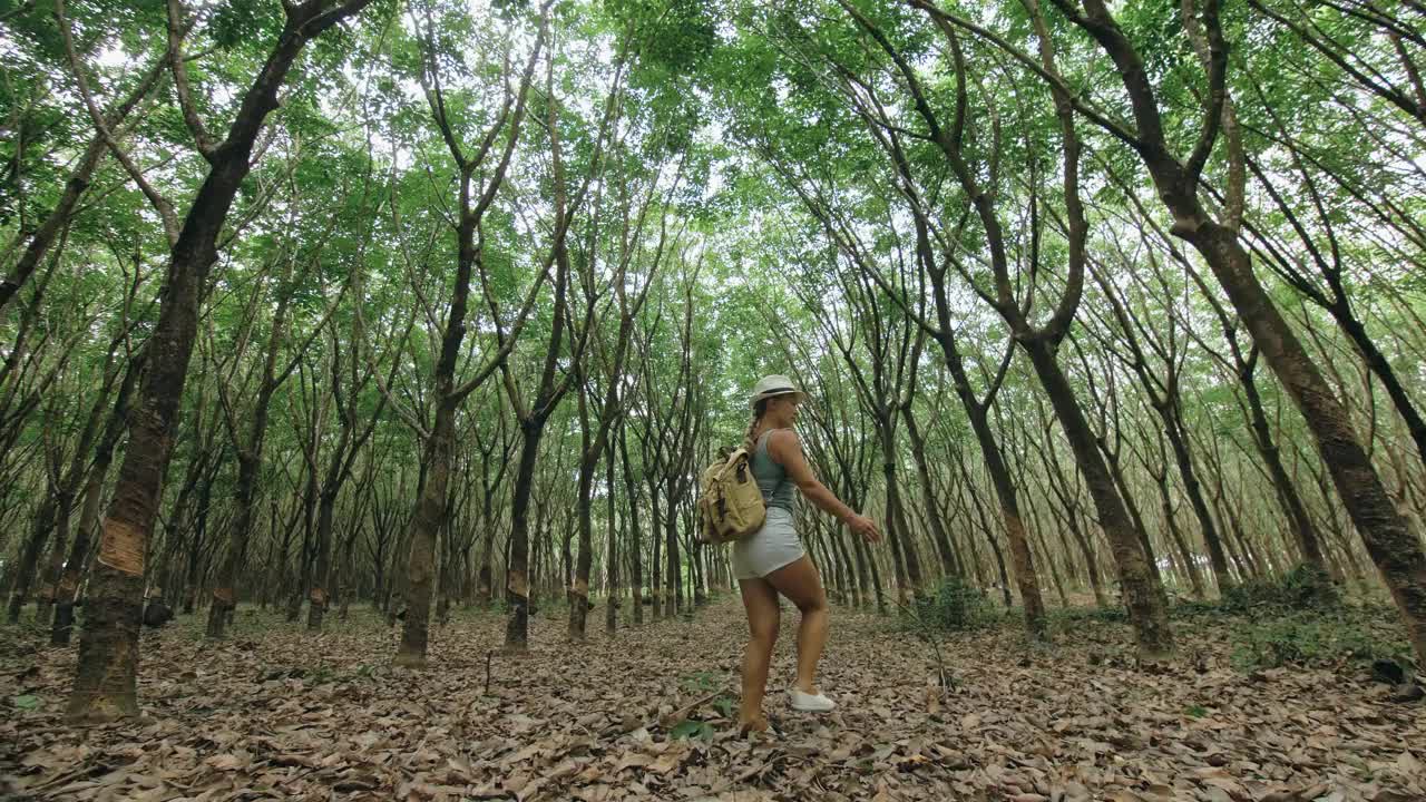 旅行者行走在树木之间的种植园农业亚洲的天然乳胶提取传统牛奶视频素材