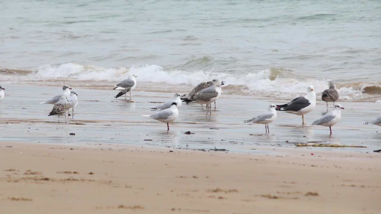 海滩上的海鸥和海浪视频素材