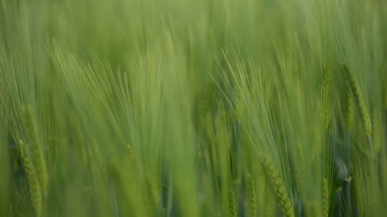 绿色小麦种植田视频素材