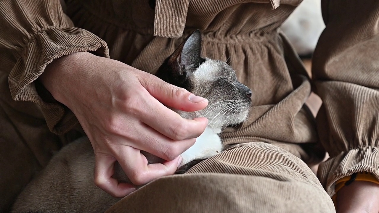 女人的手与暹罗猫或“Wichien Maat”猫玩耍的特写。视频素材