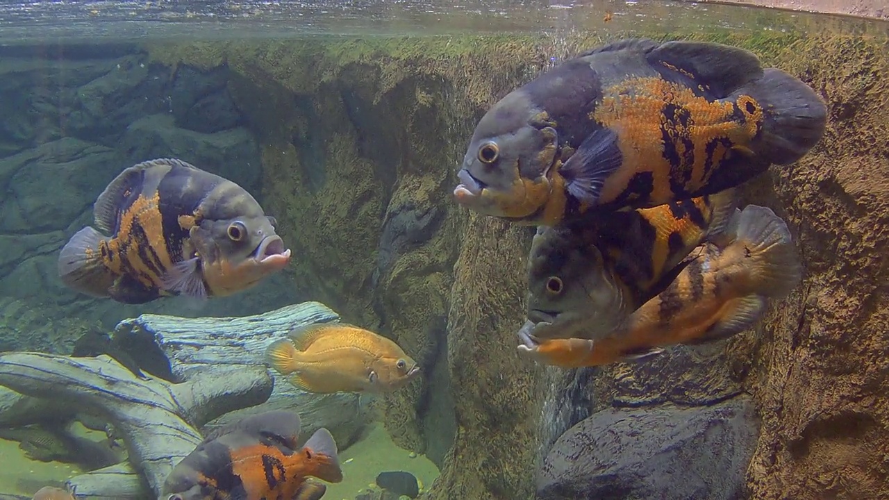 Astronotus水族馆鱼类视频素材