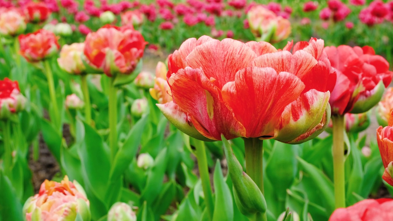 近距离观看大片红色郁金香的田野或草地。牡丹郁金香田。郁金香花在风中摇曳。高质量的4k分辨率视频视频素材