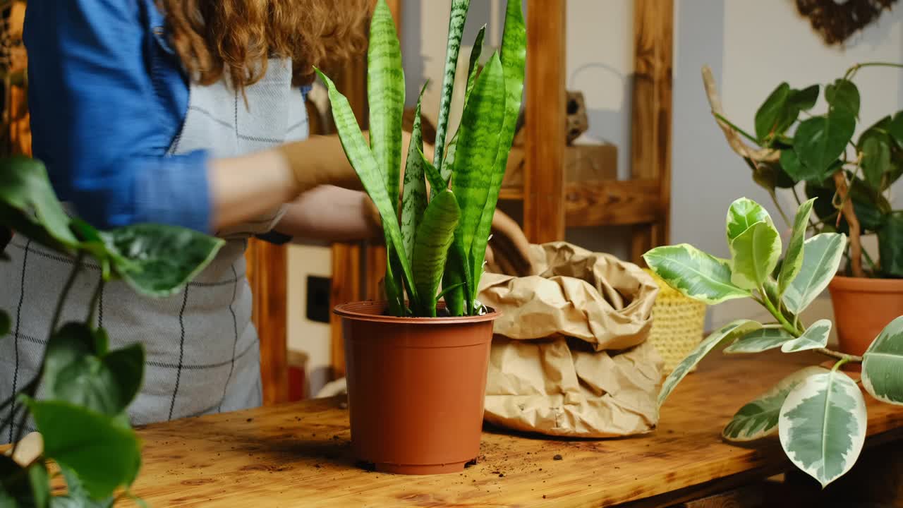 移栽山茱萸室内植物视频素材