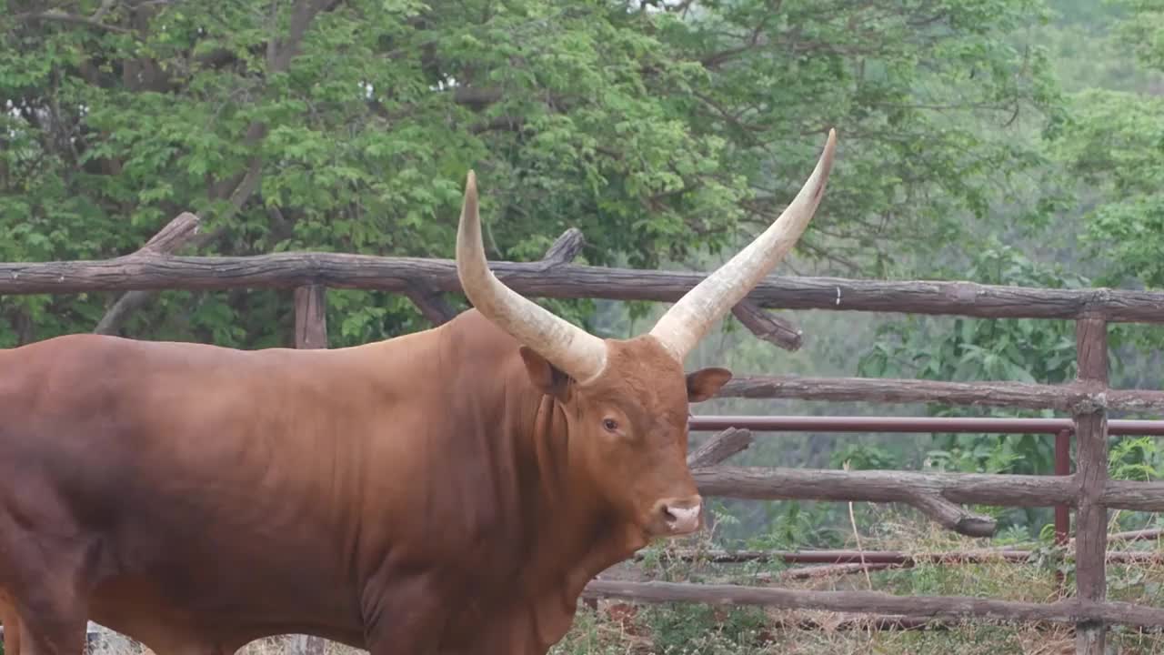 安可·沃图西，watiscow, Watusi cattle视频素材