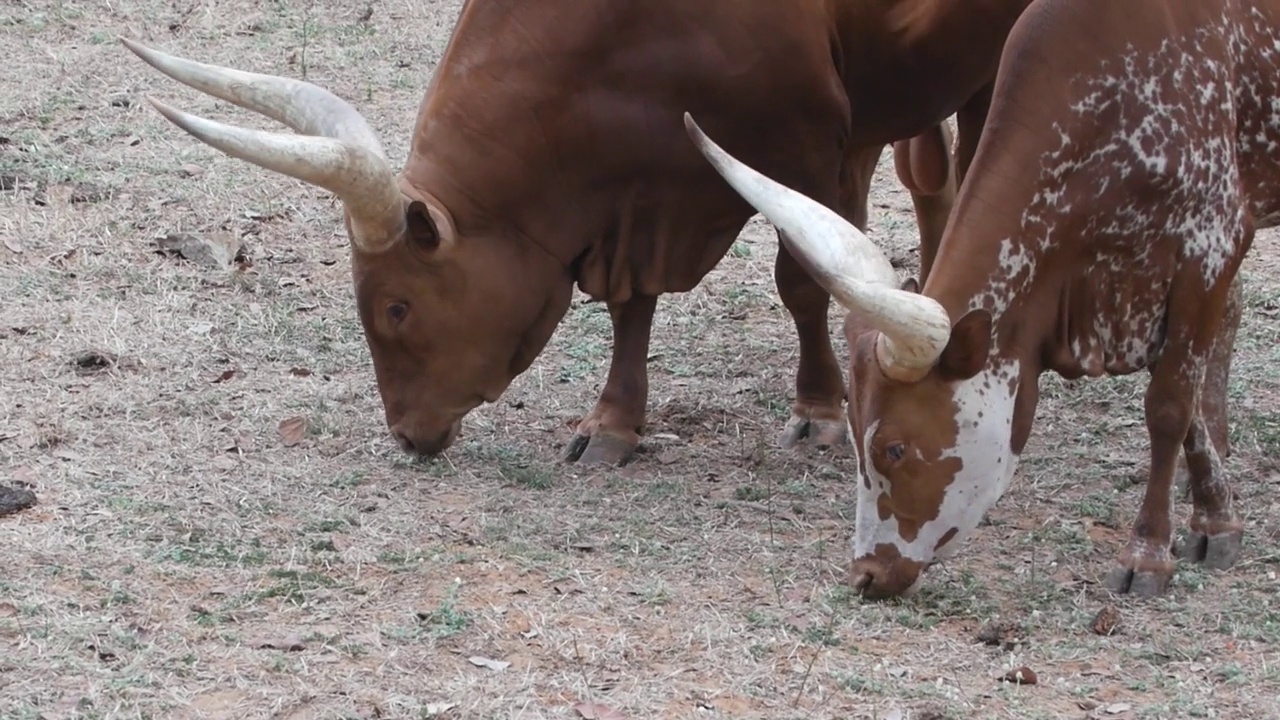 安可·沃图西，watiscow, Watusi cattle视频素材