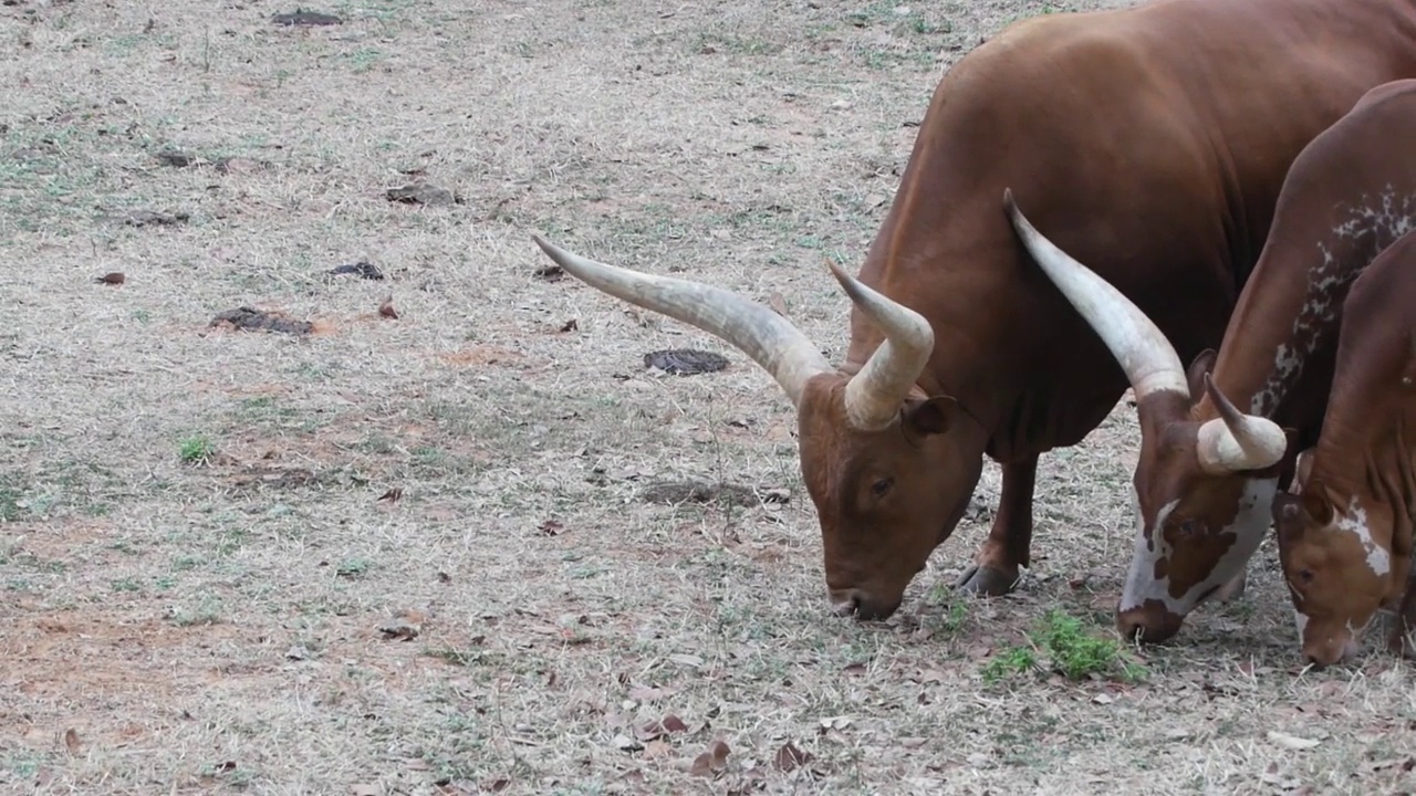 安可·沃图西，watiscow, Watusi cattle视频素材