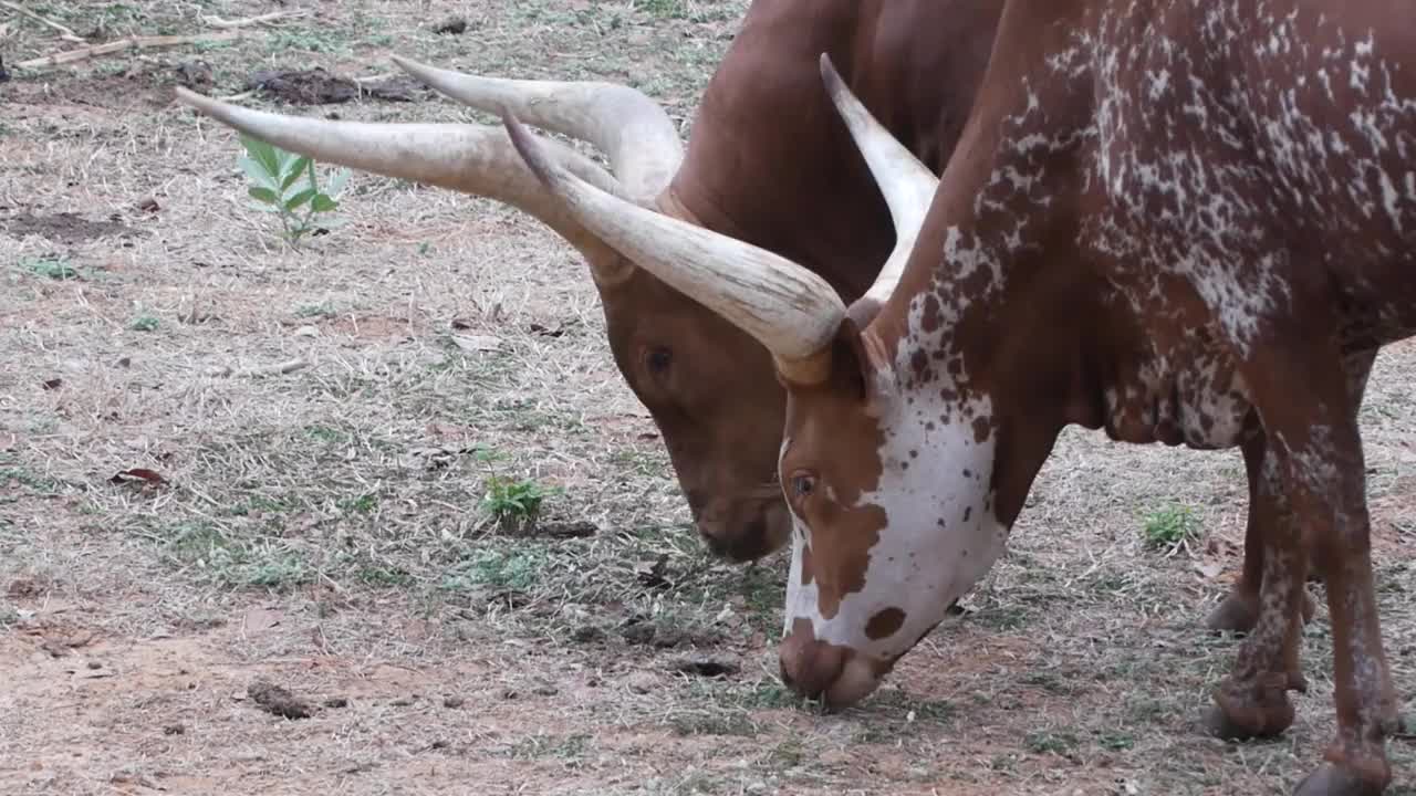 安可·沃图西，watiscow, Watusi cattle视频素材