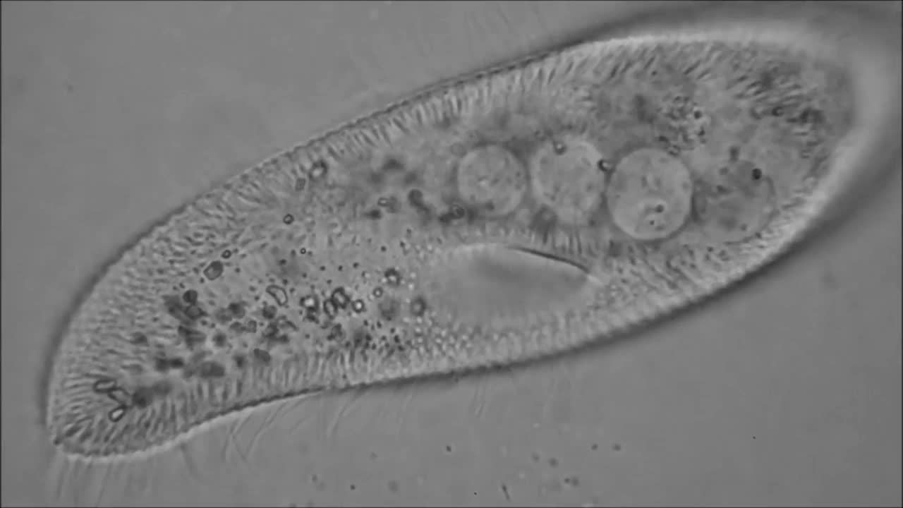 尾草履虫(Paramecium caudatum)是一种单细胞纤毛原生动物和细菌。视频素材