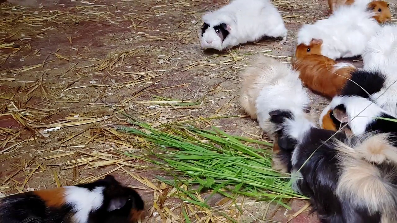 阿比西尼亚豚鼠在农场谷仓里吃干草和草视频下载