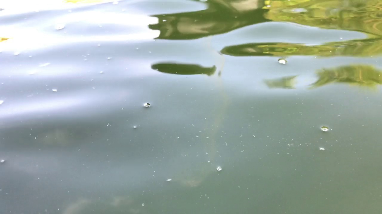 池的水视频素材