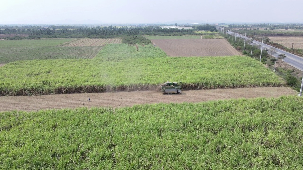 收获机新栽期切熟甘蔗。空中拍摄视频素材