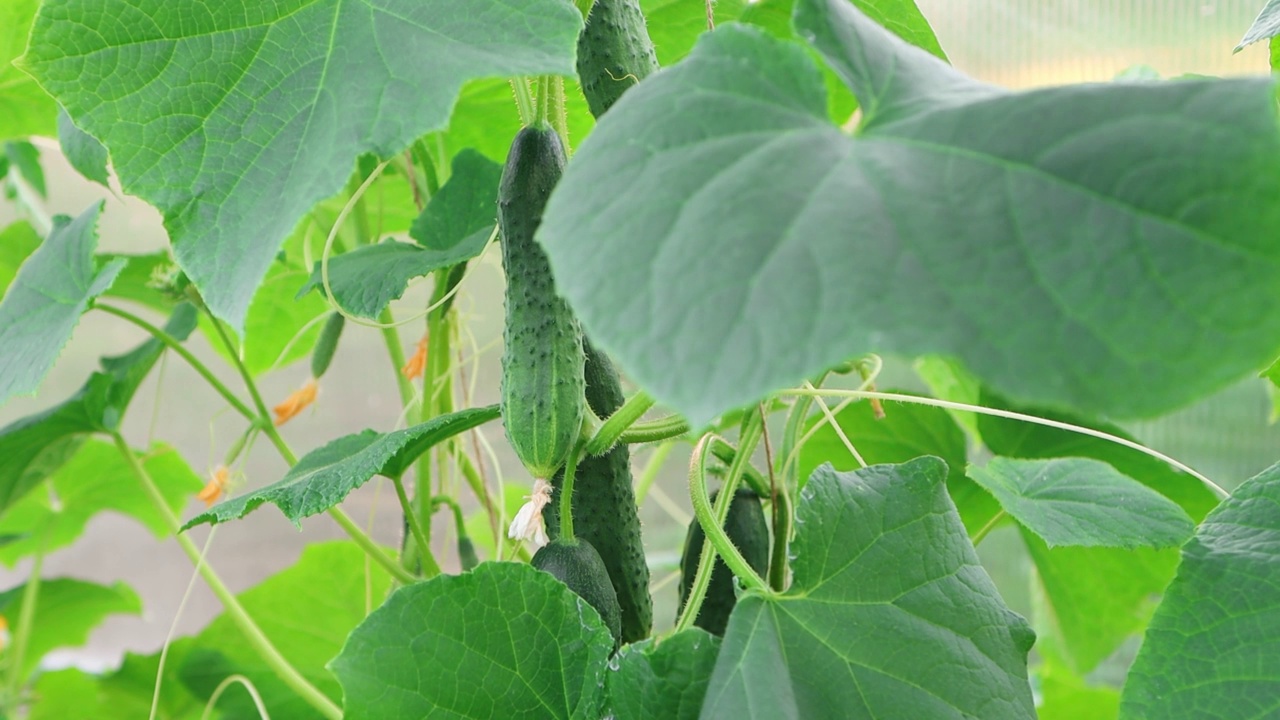 成熟的大黄瓜挂在植株上，果实准备收获。一种对健康饮食和饮食有益的有机产品。那只手把蔬菜从树枝上扯下来。视频素材