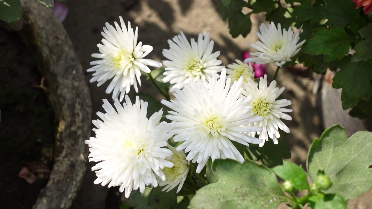 屋顶花园中的白菊花的特写俯视图。桔黄色菊花图案背景。4 k的视频。视频素材