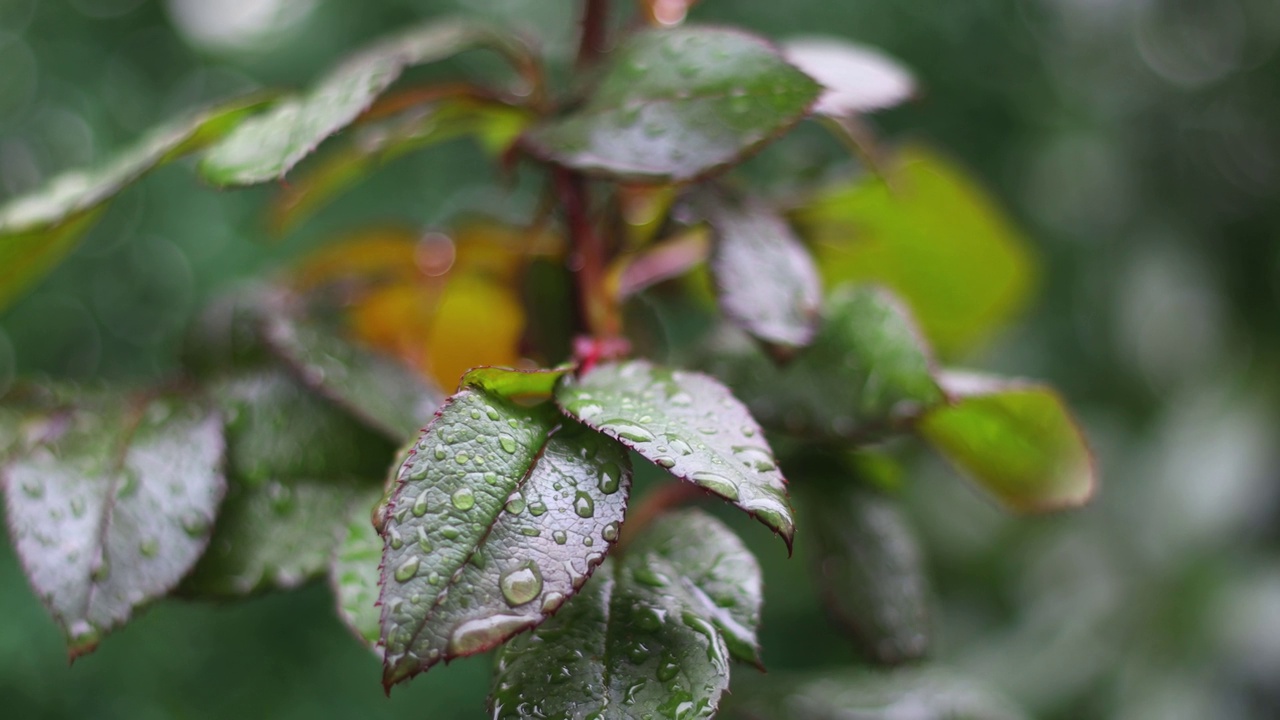 雨滴落在树枝上。秋花落在雨中。有选择性的重点。视频素材