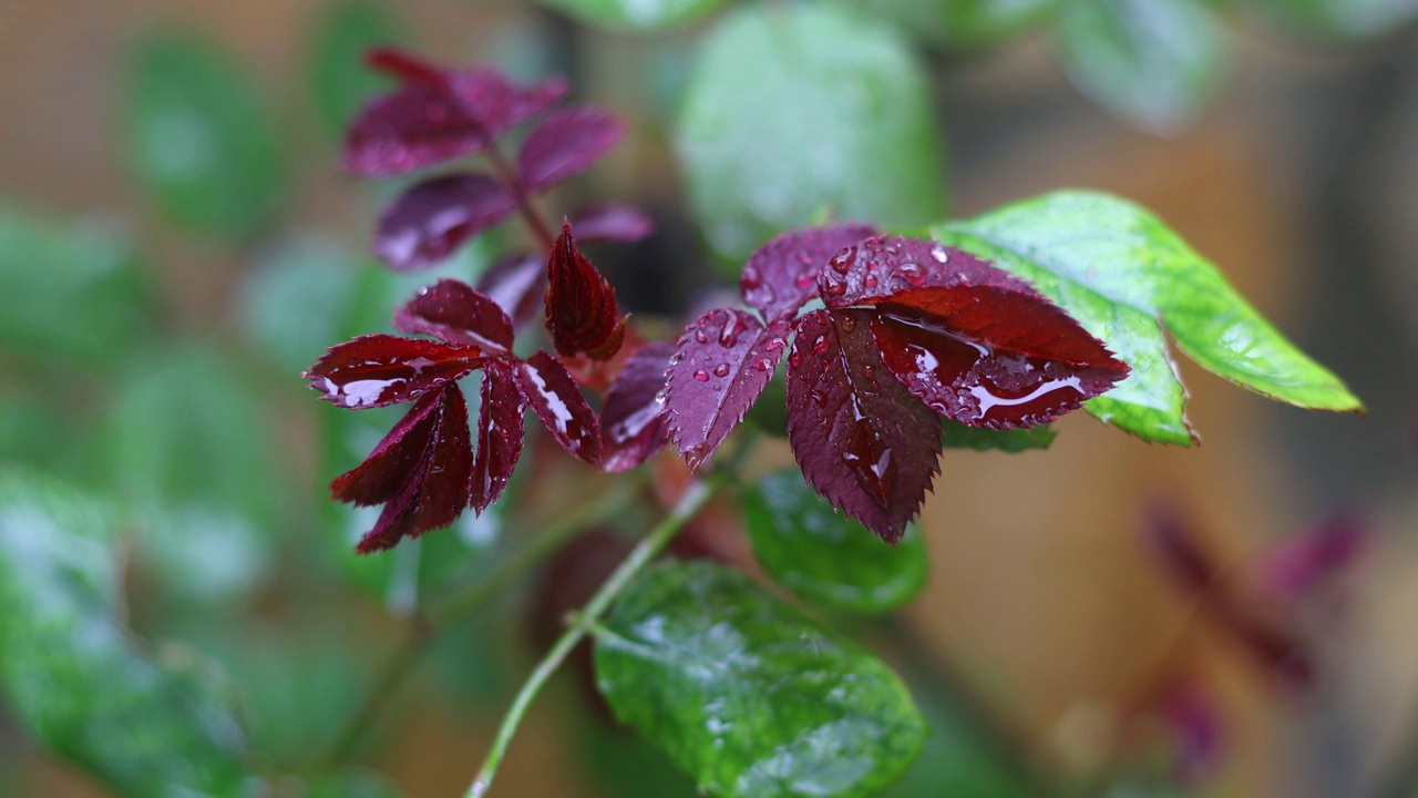 雨滴落在树枝上。秋花落在雨中。有选择性的重点。视频素材