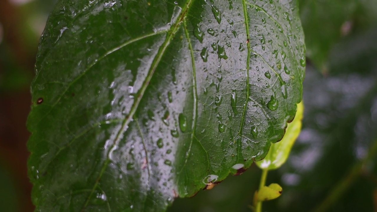 雨滴落在树枝上。秋花落在雨中。有选择性的重点。视频素材