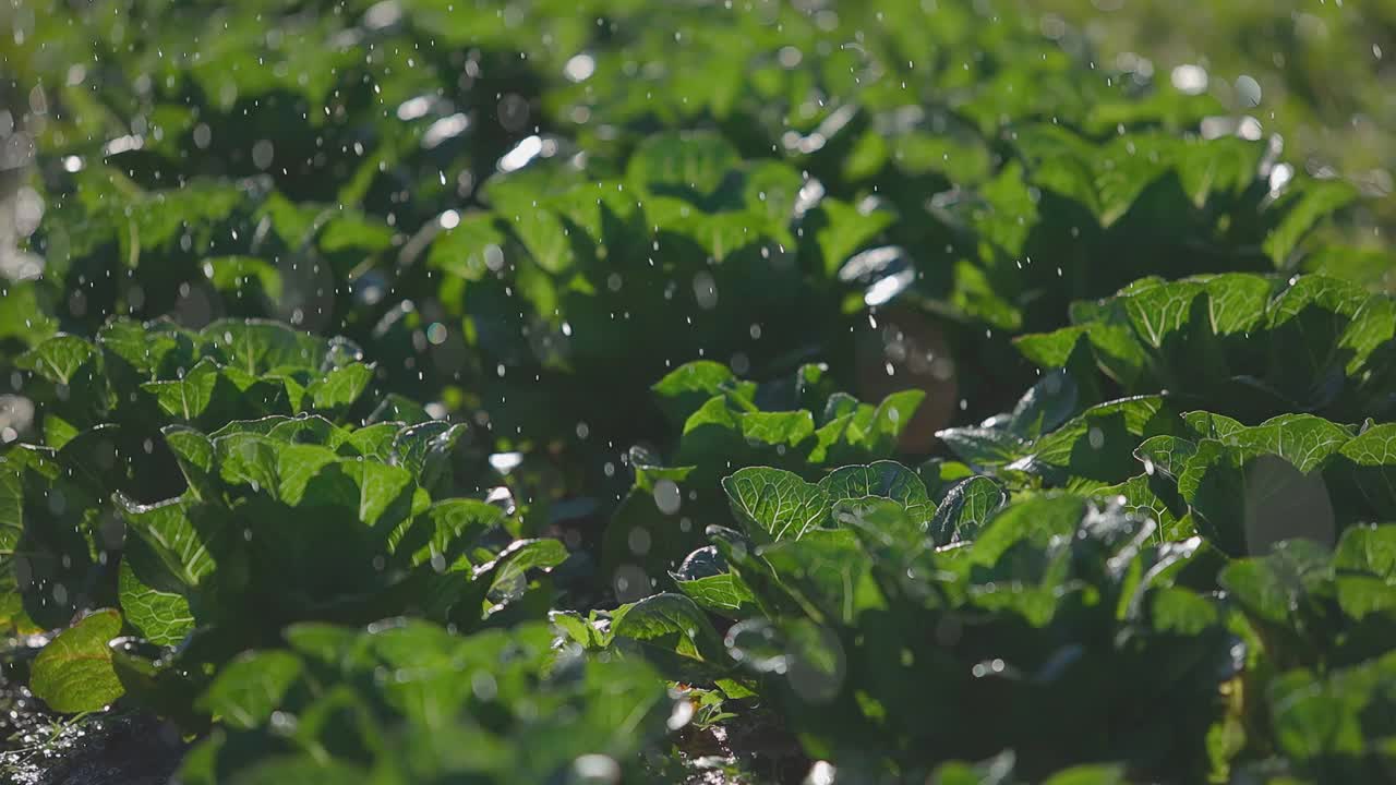 亚洲莴苣种植小区视频素材