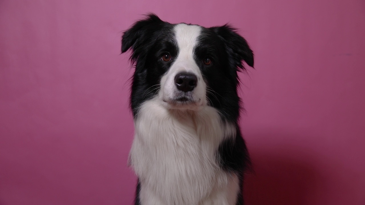 有趣的肖像可爱的小狗边境牧羊犬孤立在粉红色多彩的背景。可爱的宠物狗。宠物动物生命概念视频素材