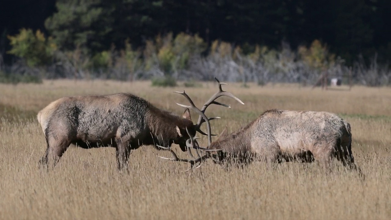 MS TS 2大公麋(加拿大Cervus canadensis)在日出战斗视频素材