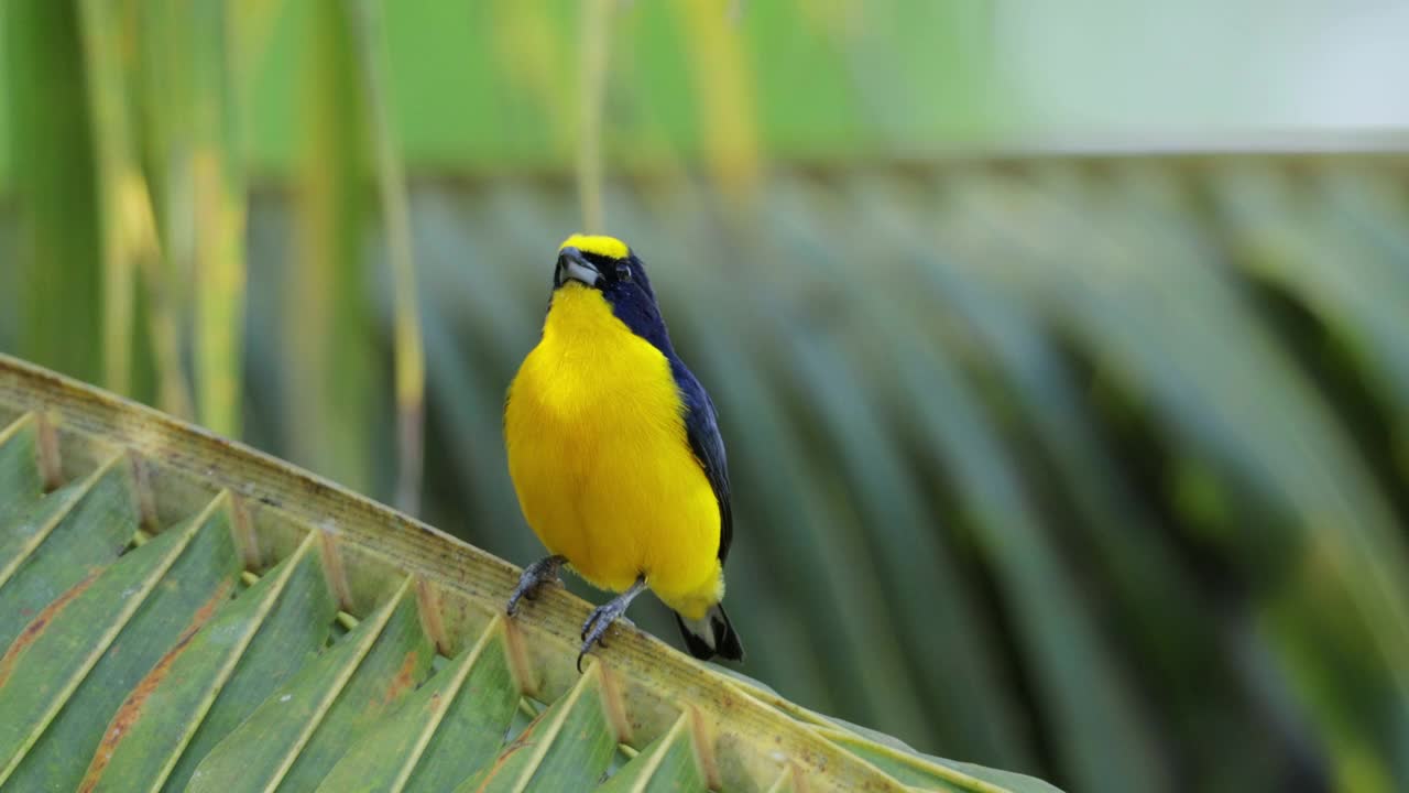 黄冠euphonia、巴拿马视频素材