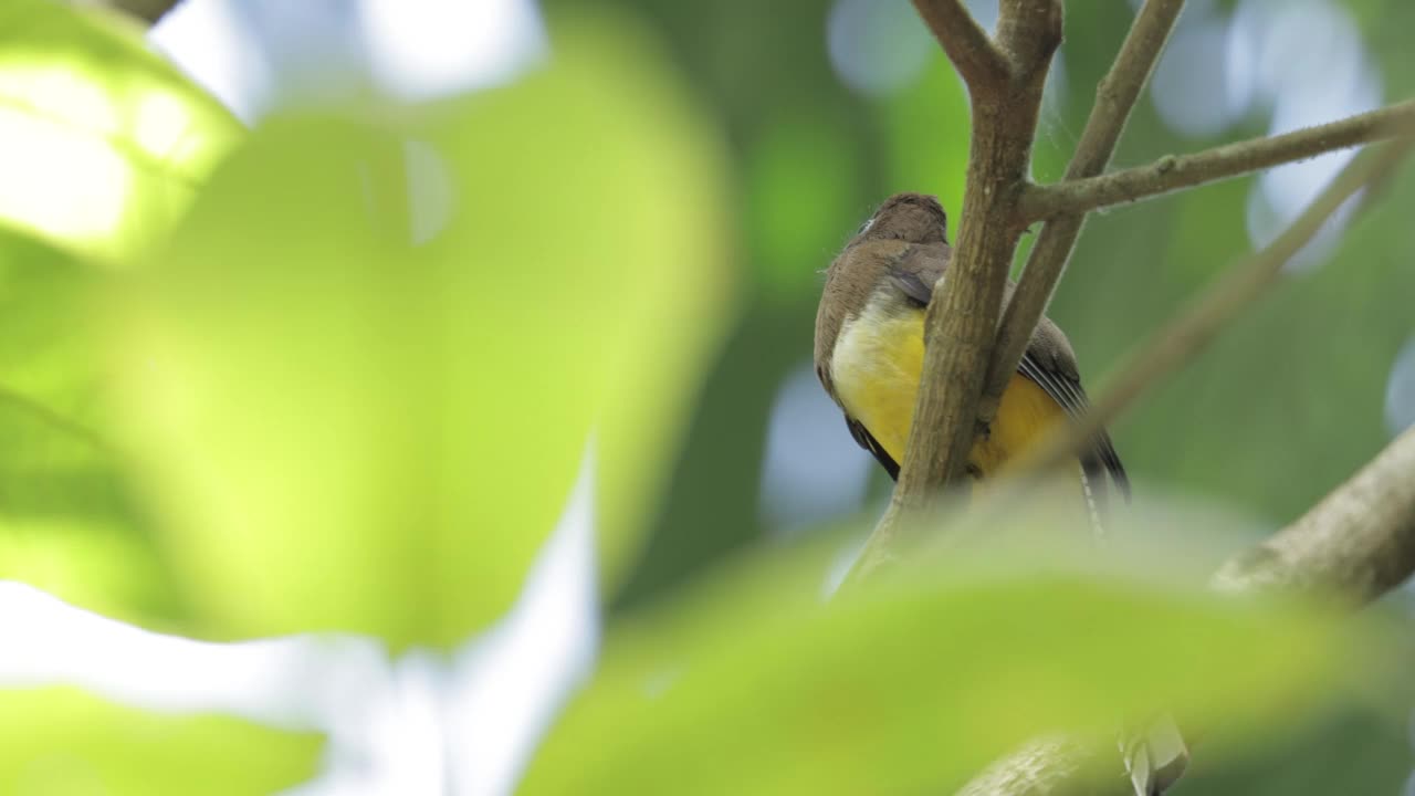 包括黑咬鹃,巴拿马视频素材