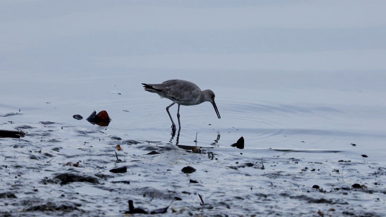 Willet Gamboa、巴拿马视频素材