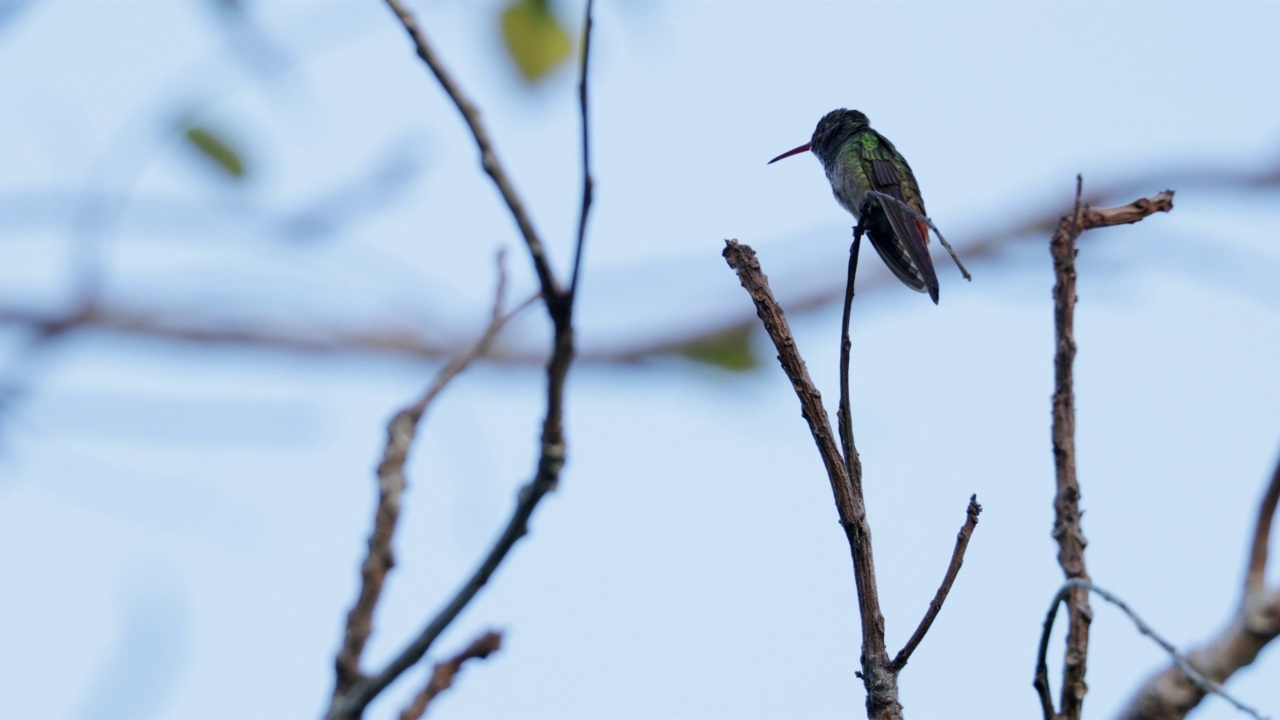 Rufous-tailed蜂鸟、巴拿马视频素材