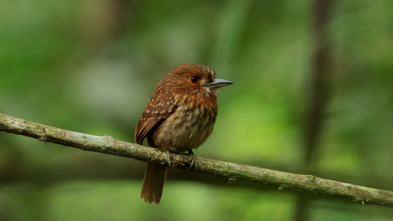 White-whiskered Puffbird、巴拿马视频素材