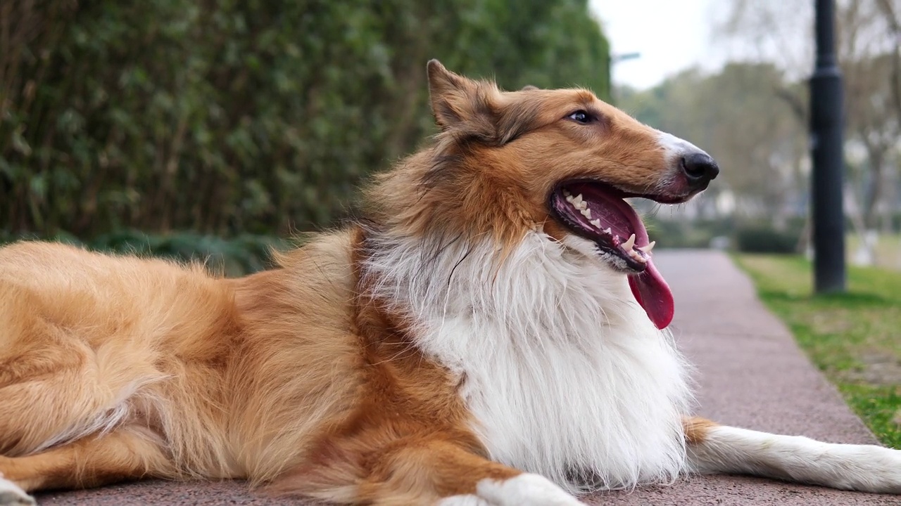 苏格兰牧羊犬奔跑后躺在路中间，喘着粗气，伸着舌头，可爱的粗牧羊犬，4k镜头慢动作。视频素材