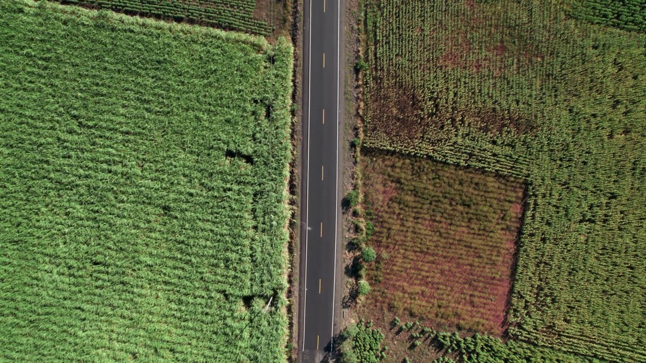 鸟瞰图:乡村道路在甘蔗和向日葵田之间视频素材