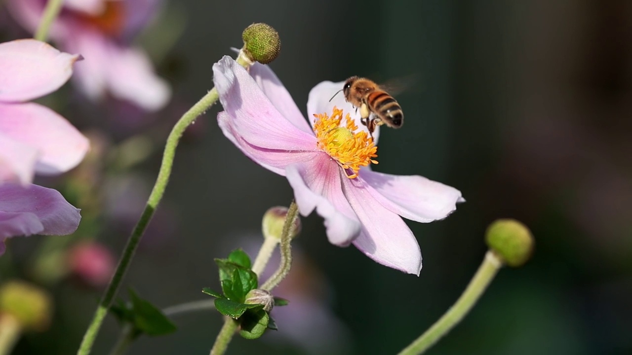 蜜蜂采集粉红色日本银莲花花粉的慢镜头视频下载