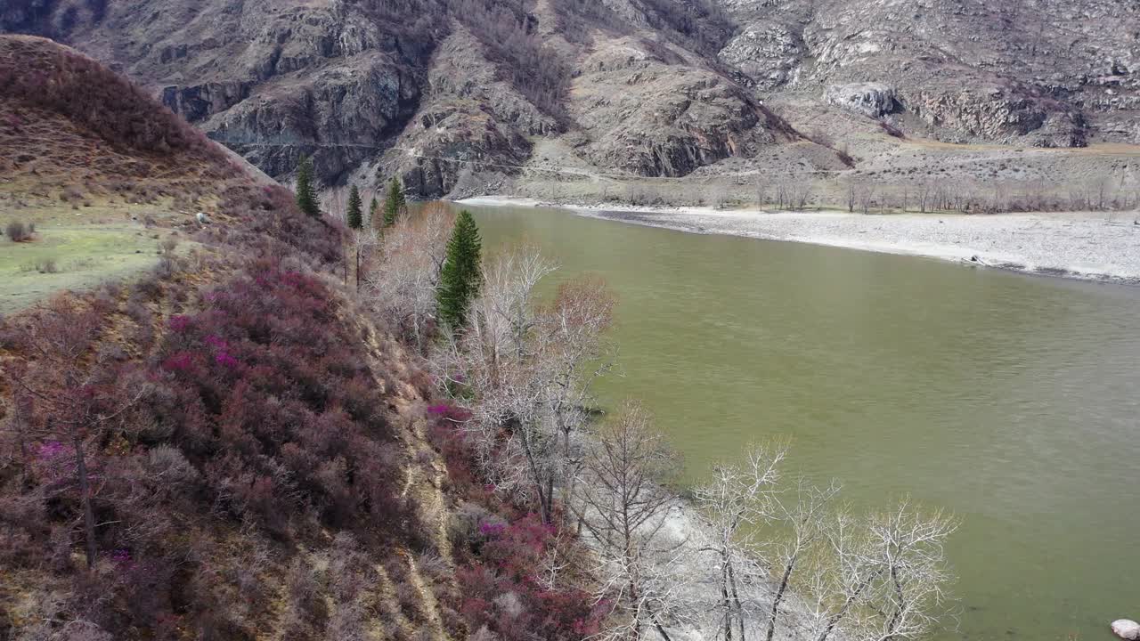 一架无人机在春季沿着阿尔泰河飞行的视频。岸边的杜鹃花丛开始开花视频素材