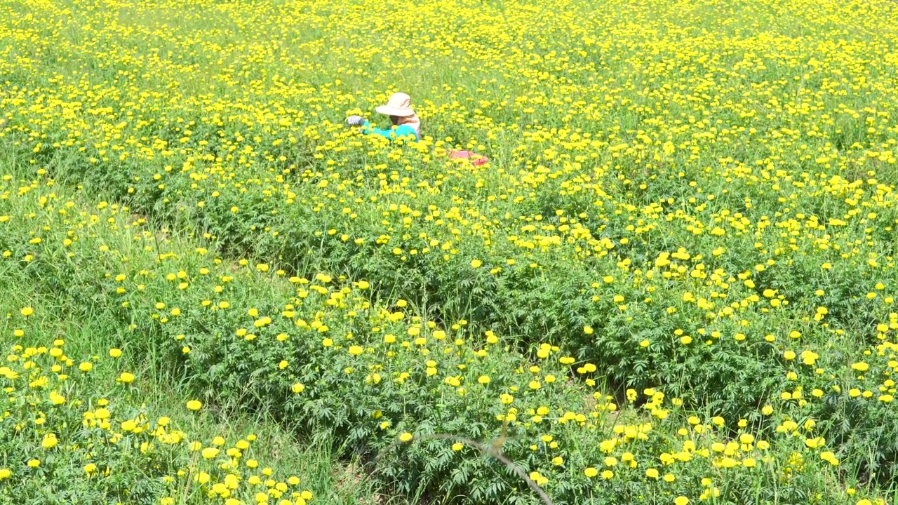 万寿菊花园视频素材