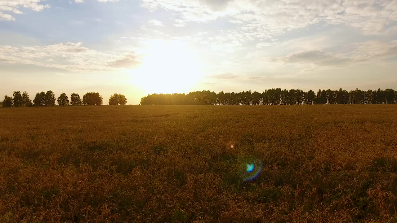 相机在麦田上空飞行视频素材