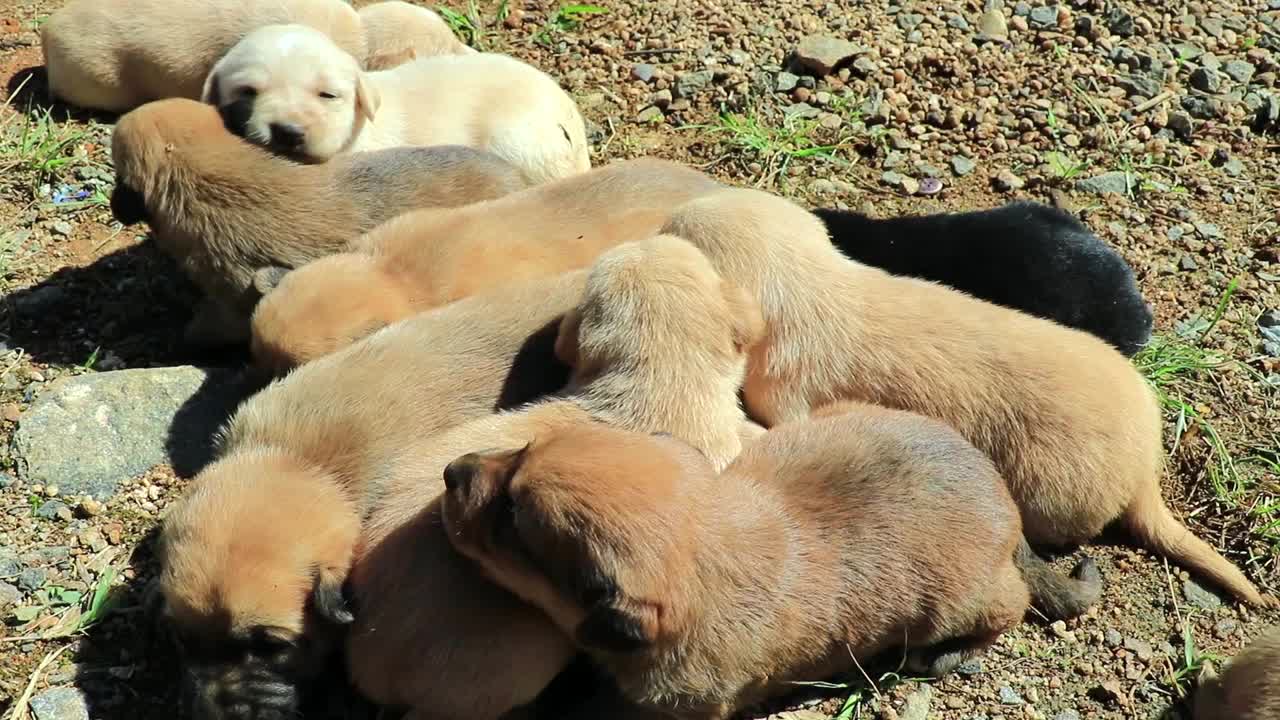 地板上有很多流浪狗。视频素材