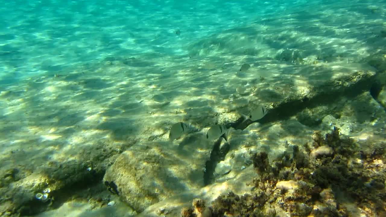 水下海洋风景视频素材