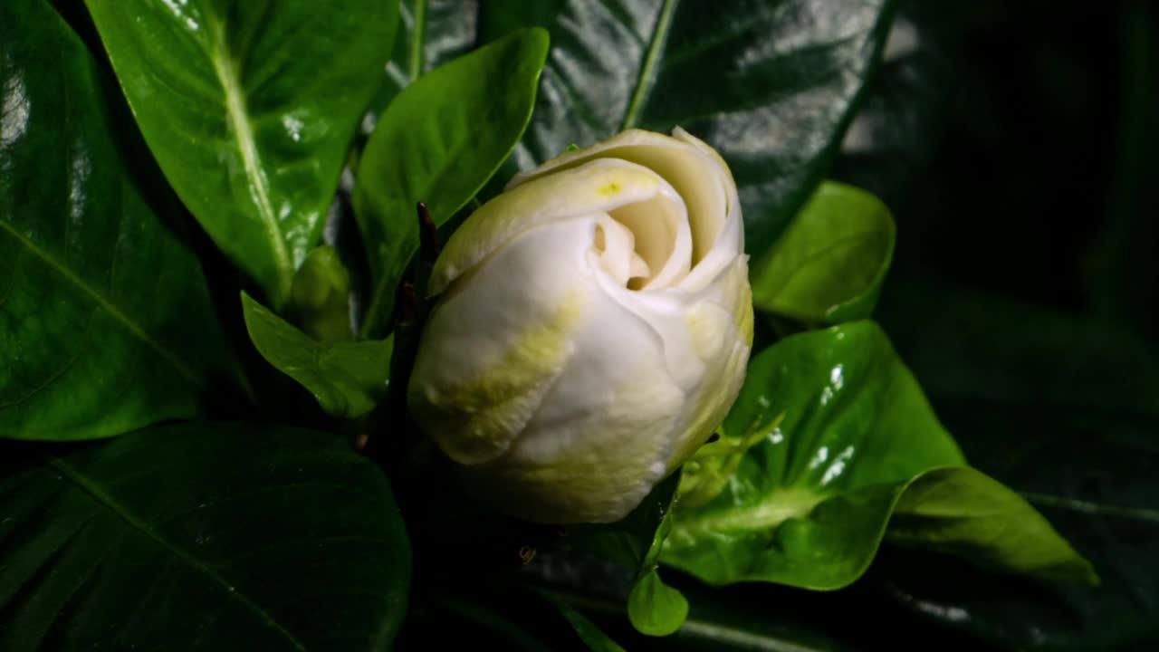 白花开放时间的流逝。栀子花或栀子花盛开在黑色背景的时间流逝视频素材