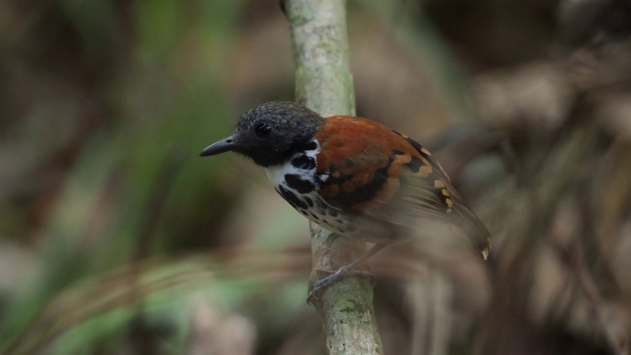 发现Antbird、巴拿马视频素材