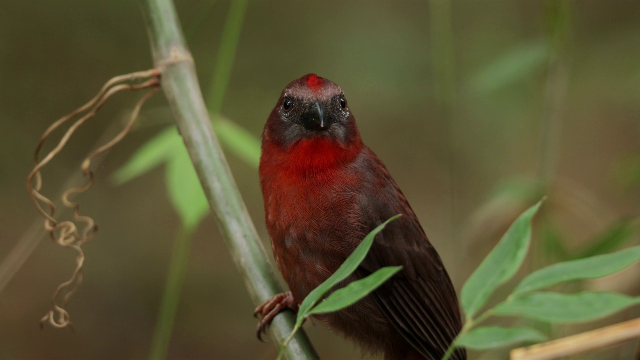 丹顶鹤Ant-Tanager,巴拿马视频素材